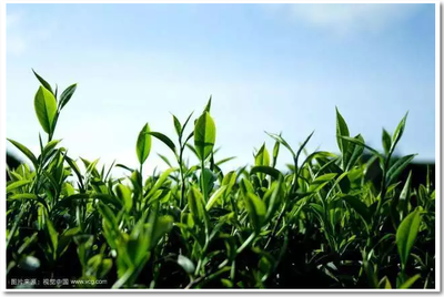 諾爾重磅發布 全球唯一綠茶高分子吸水樹脂亮相，茶葉廢棄物迎來終極價值變現