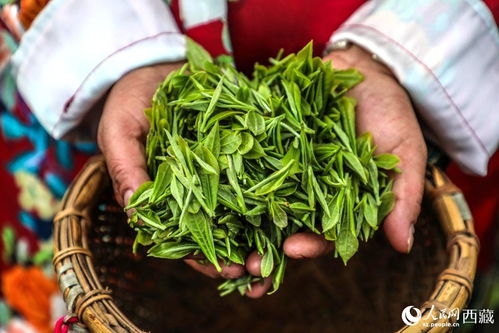 墨脫小茶葉變身致富金葉子 一片綠葉撬動深山經濟